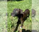 Small #6 Staffordshire Bull Terrier Mix