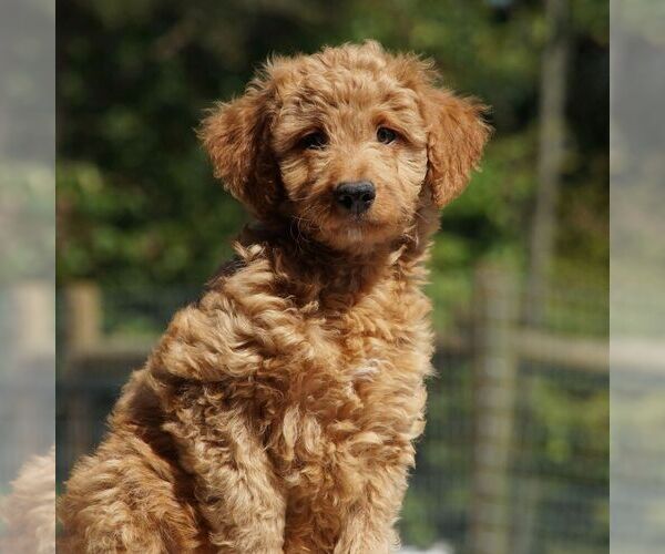 Medium Photo #3 Goldendoodle-Poodle (Miniature) Mix Puppy For Sale in AUGUSTA, WV, USA