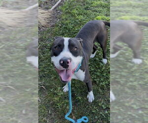 Mutt Dogs for adoption in Sacramento, CA, USA