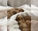 Puppy Puppy 6 Golden Retriever