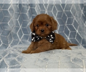 Cavapoo Puppy for sale in LAKELAND, FL, USA