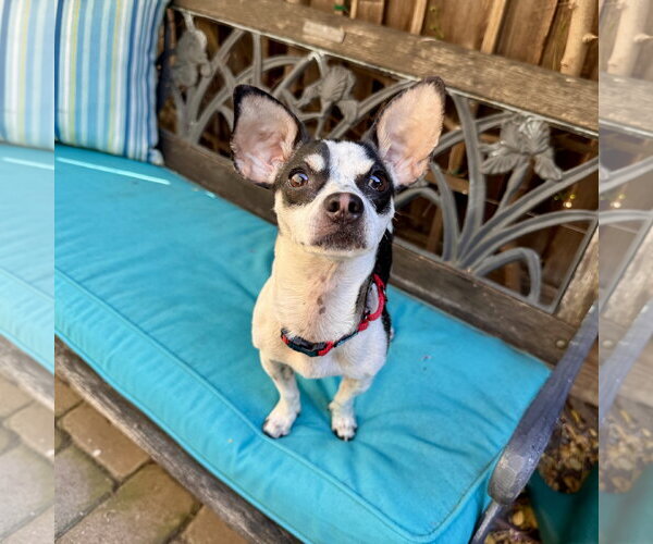 Medium Photo #2 Rat-Cha Puppy For Sale in Santa Clara, CA, USA