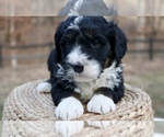 Small #1 Bernedoodle