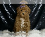 Puppy JASMINE Maltipoo