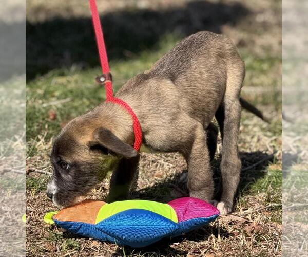 Medium Photo #2 Labrador Retriever-Unknown Mix Puppy For Sale in Yardley, PA, USA