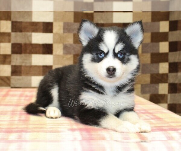Medium Photo #2 Pomsky Puppy For Sale in DENVER, PA, USA