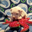Small Photo #246 Dogo Argentino Puppy For Sale in PINEVILLE, MO, USA