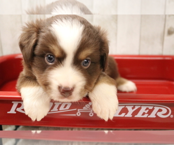Medium Photo #1 Australian Shepherd Puppy For Sale in STAFFORD, VA, USA