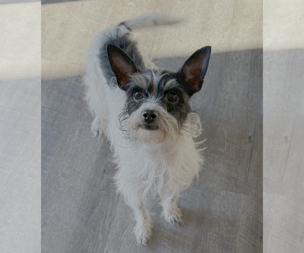 Medium Photo #1 Mutt Puppy For Sale in Bellevue, WA, USA