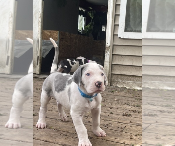 Medium Photo #11 Great Dane Puppy For Sale in LANSING, MI, USA