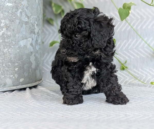 Medium Photo #7 Poodle (Toy) Puppy For Sale in GOSHEN, IN, USA