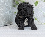 Small #6 Poodle (Toy)