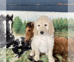Puppy 2 Goldendoodle