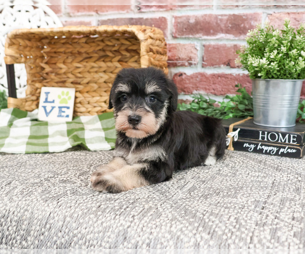 Medium Photo #7 Schnauzer (Miniature) Puppy For Sale in SYRACUSE, IN, USA
