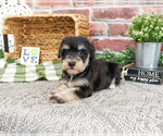 Small #6 Schnauzer (Miniature)