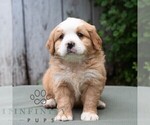 Small #3 Bernese Mountain Dog-Cavalier King Charles Spaniel Mix