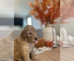 Small Photo #4 Goldendoodle Puppy For Sale in NORTH LAS VEGAS, NV, USA
