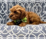 Small Photo #11 Cavapoo Puppy For Sale in LAKELAND, FL, USA