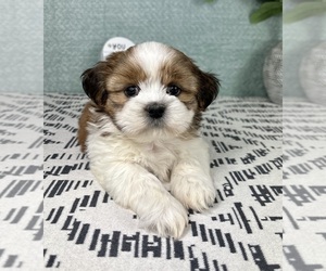 Shih Tzu Puppy for sale in FRANKLIN, IN, USA