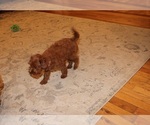 Small #6 Cavapoo (Miniature)
