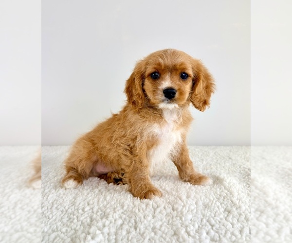 Medium Photo #5 Cavapoo (Standard) Puppy For Sale in GREENFIELD, IN, USA
