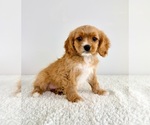 Small #4 Cavapoo (Standard)