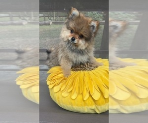 Pomeranian Puppy for sale in CHARLOTTE, NC, USA