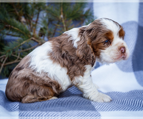 Medium Photo #5 Cocker Spaniel Puppy For Sale in WAKARUSA, IN, USA