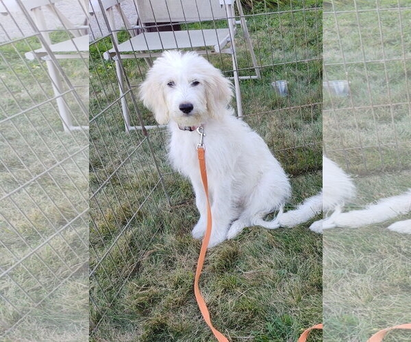 Medium Photo #1 Pyredoodle Puppy For Sale in Croydon, NH, USA