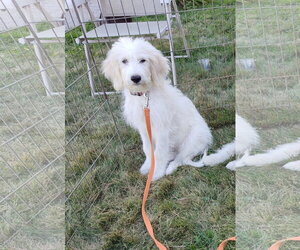 Pyredoodle Dogs for adoption in Croydon, NH, USA
