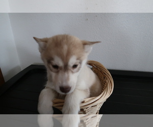 Siberian Husky Puppy for sale in TOLEDO, OH, USA