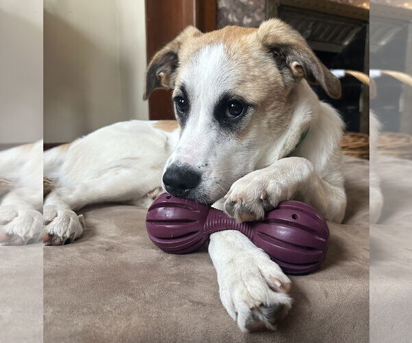 Medium Photo #2 Great Pyrenees-Unknown Mix Puppy For Sale in Germantown, OH, USA