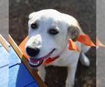 Small Labrador Retriever Mix