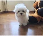 Puppy Dino Maltese