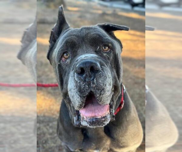 Medium Photo #2 Mutt Puppy For Sale in Woodland, CA, USA