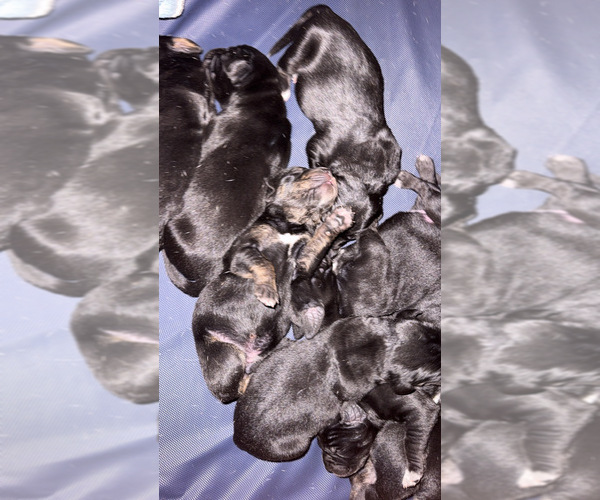 Medium Photo #1 Bluetick Coonhound-Golden Retriever Mix Puppy For Sale in COLORADO SPRINGS, CO, USA