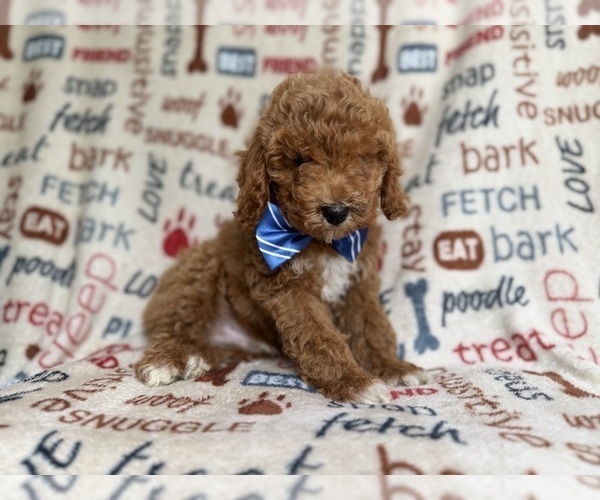 Medium Photo #2 Cockapoo (Miniature) Puppy For Sale in LAKELAND, FL, USA