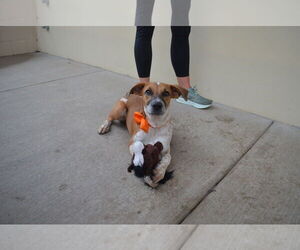 Mutt Dogs for adoption in McKinney, TX, USA