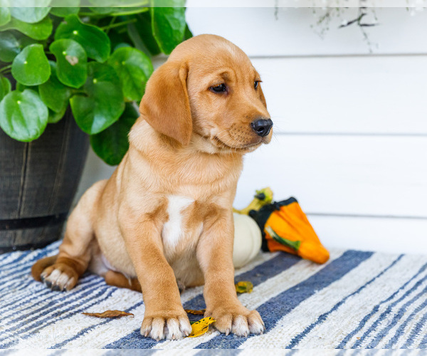 Medium Photo #7 Golden Retriever-Jack Russell Terrier Mix Puppy For Sale in WAKARUSA, IN, USA