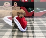 Small Photo #32 Golden Retriever Puppy For Sale in LAKELAND, FL, USA