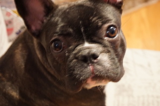 French Bulldog Puppy for sale in VINELAND, NJ, USA