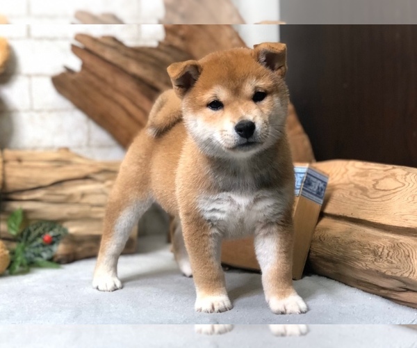 Medium Photo #6 Shiba Inu Puppy For Sale in CHICAGO, IL, USA