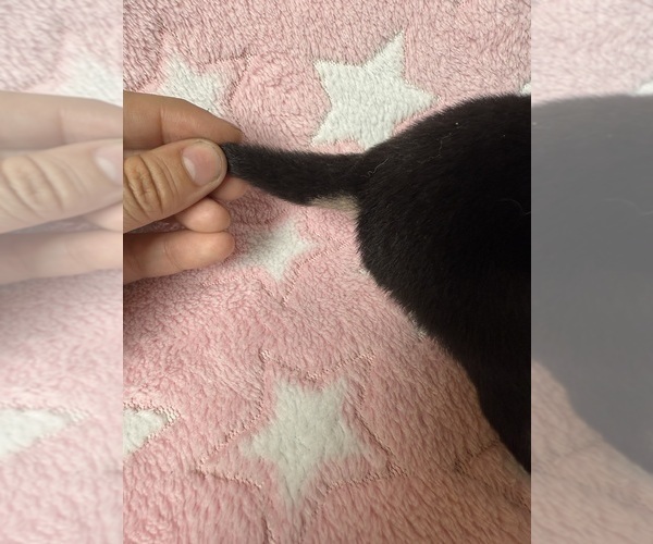 Medium Photo #3 Pomsky-Shiba Inu Mix Puppy For Sale in NASHUA, NH, USA