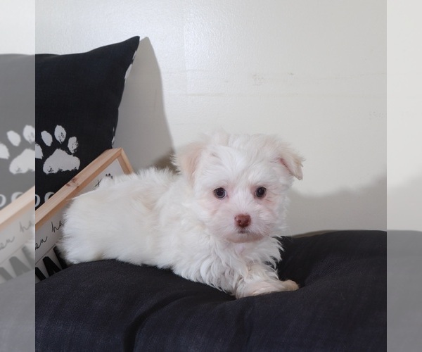 Medium Photo #5 Havanese Puppy For Sale in MOUNT VERNON, OH, USA