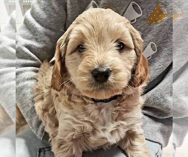 Medium Photo #1 Labradoodle-Poodle (Miniature) Mix Puppy For Sale in LEBANON, PA, USA