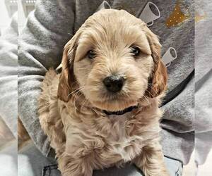 Labradoodle-Poodle (Miniature) Mix Puppy for sale in LEBANON, PA, USA
