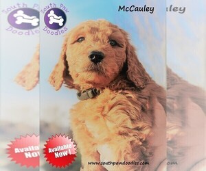 Goldendoodle Puppy for sale in GREER, SC, USA