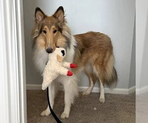 Myles - Male Collie Dog for Adoption - Photo #4