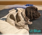 Small #1 German Shorthaired Pointer