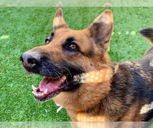 German Shepherd Dog-Unknown Mix Dogs for adoption in Moreno Valley, CA, USA